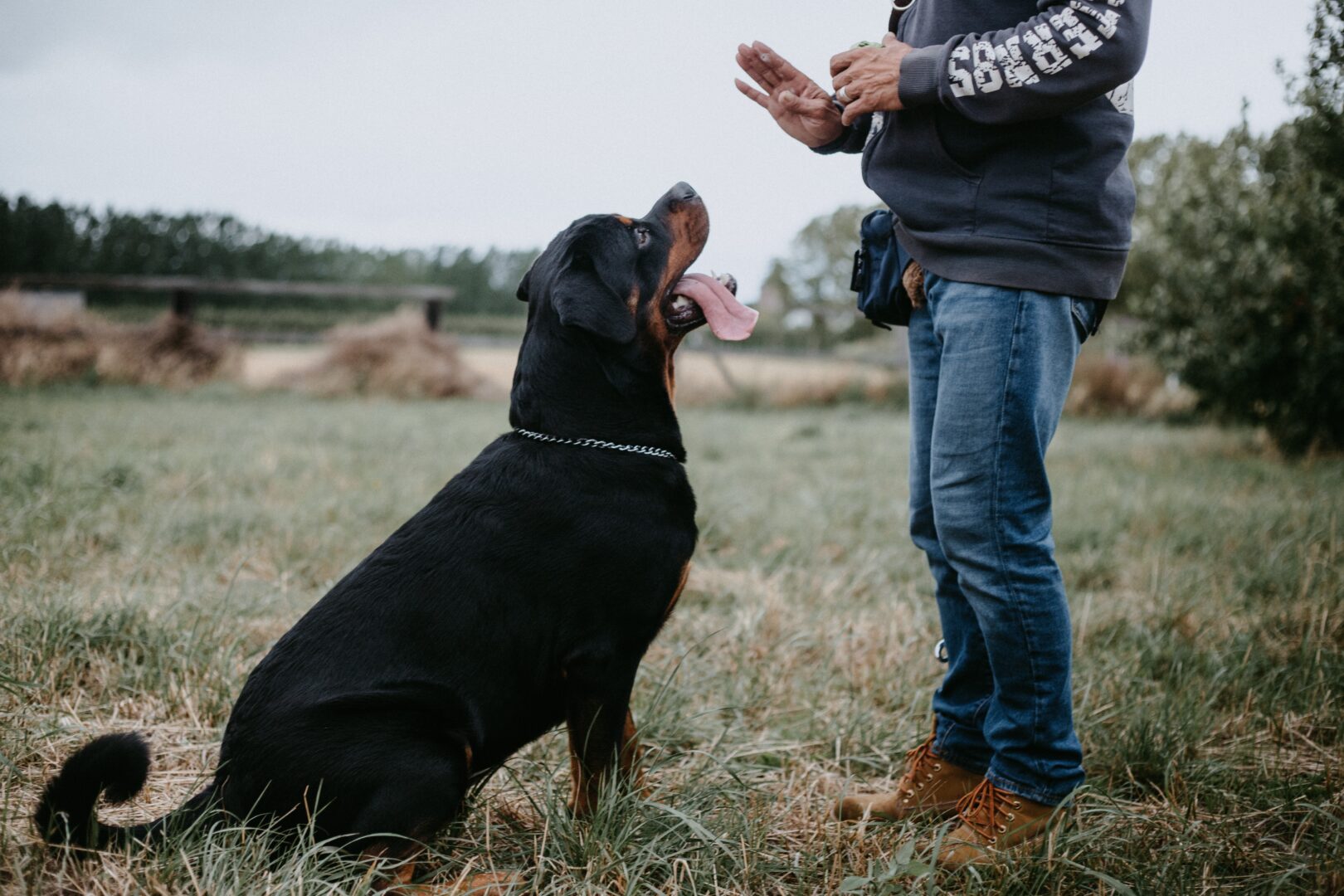 photography-of-man-training-a-rottweiler-2899100