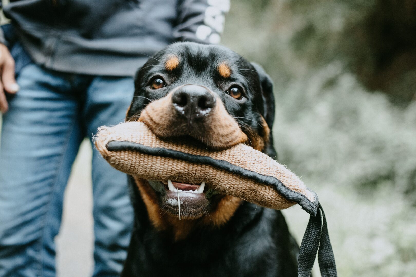 shallow-focus-photo-of-dog-beside-person-2899096