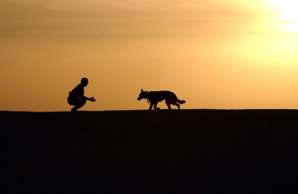 sunset-working-dog-horizon-38284